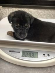 Shelter Stray Male Dog last seen Near W Hammond St, South District, TX, 355 Hillshire Dr, Haslet, TX 76052, USA