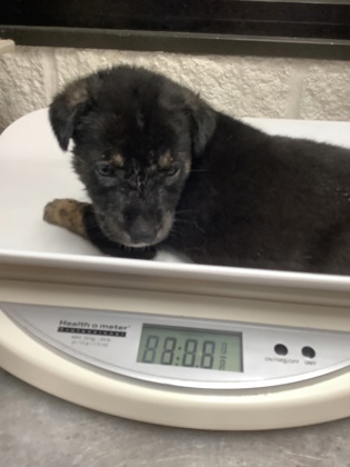 Shelter Stray Male Dog last seen Near W Hammond St, South District, TX, 355 Hillshire Dr, Haslet, TX 76052, USA