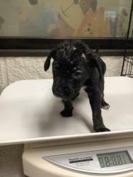 Shelter Stray Male Dog last seen Near W Hammond St, South District, TX, 355 Hillshire Dr, Haslet, TX 76052, USA