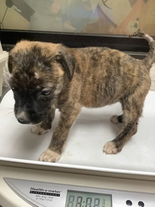 Shelter Stray Female Dog last seen Near W Hammond St, South District, TX, 355 Hillshire Dr, Haslet, TX 76052, USA
