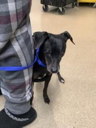 Shelter Stray Female Dog last seen , , TX, 355 Hillshire Dr, Haslet, TX 76052, USA