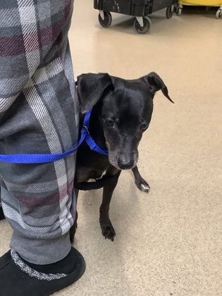Shelter Stray Female Dog last seen , , TX, 355 Hillshire Dr, Haslet, TX 76052, USA