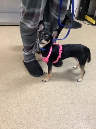 Shelter Stray Female Dog last seen , , TX, 355 Hillshire Dr, Haslet, TX 76052, USA
