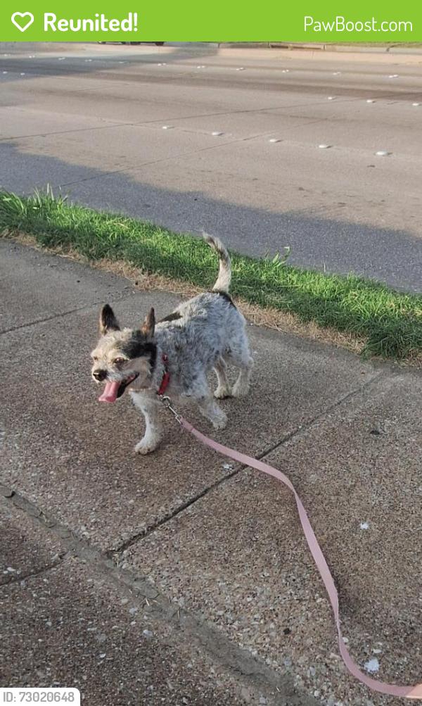 Reunited Male Dog last seen Near Washington St, Garland, TX 75040, USA, Garland, TX 75040