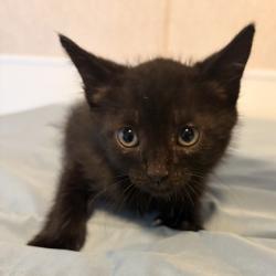 Shelter Stray Female Cat last seen Harvey / Scarlett O'Hara, City of College Station, TX, 5359 Leonard Rd, Bryan, TX 77807, USA