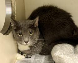 Shelter Stray Female Cat last seen Near Dunwoody Crossing, Apt 5, Atlanta, 30038, 30038, GA, 3280 Chamblee Dunwoody Rd, Chamblee, GA 30341, USA