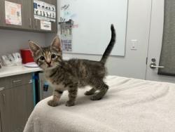 Shelter Stray Female Cat last seen 97th St and Lydia Ave, 64131, MO, 7077 Elmwood Ave, Kansas City, MO 64132, USA
