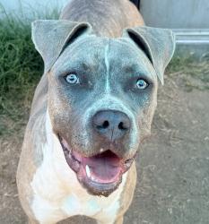 Shelter Stray Female Dog last seen Prospect Avenue, Santee, CA, 92071, El Cajon, CA 92020, USA