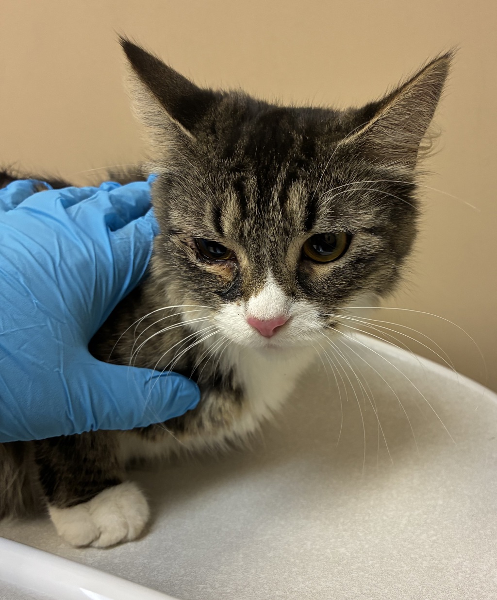 Shelter Stray Female Cat last seen Near W 5th Avenue, SPOKANE, WA, 99204, 6815 E Trent Ave, Spokane, WA 99212, USA