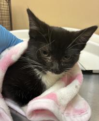 Shelter Stray Female Cat last seen Near W 5th Avenue, SPOKANE, WA, 99204, 6815 E Trent Ave, Spokane, WA 99212, USA