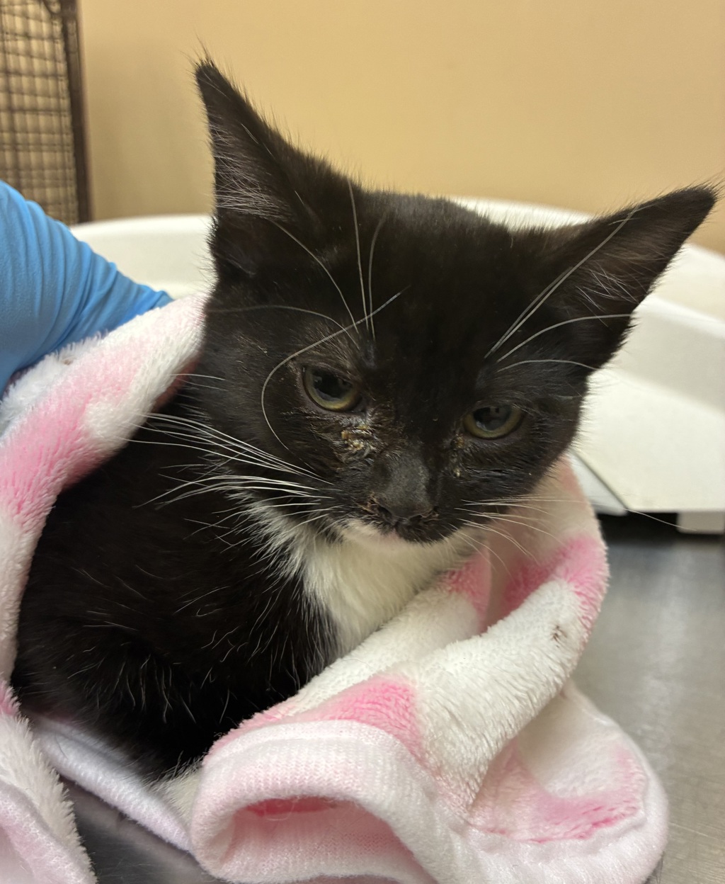 Shelter Stray Female Cat last seen Near W 5th Avenue, SPOKANE, WA, 99204, 6815 E Trent Ave, Spokane, WA 99212, USA