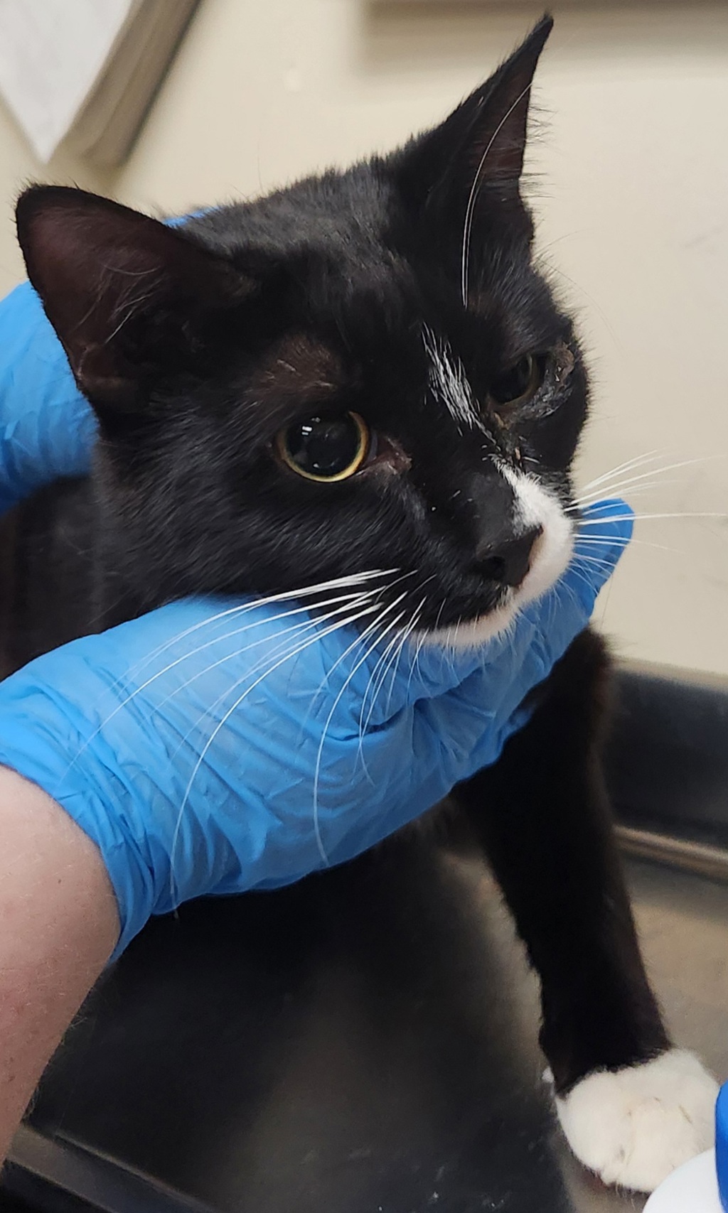 Shelter Stray Female Cat last seen Near E Baldwin Avenue, SPOKANE, WA, 99207, 6815 E Trent Ave, Spokane, WA 99212, USA