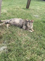 Lost Female Cat last seen Kingsley Way, Tyler, TX, Tyler, TX 75708