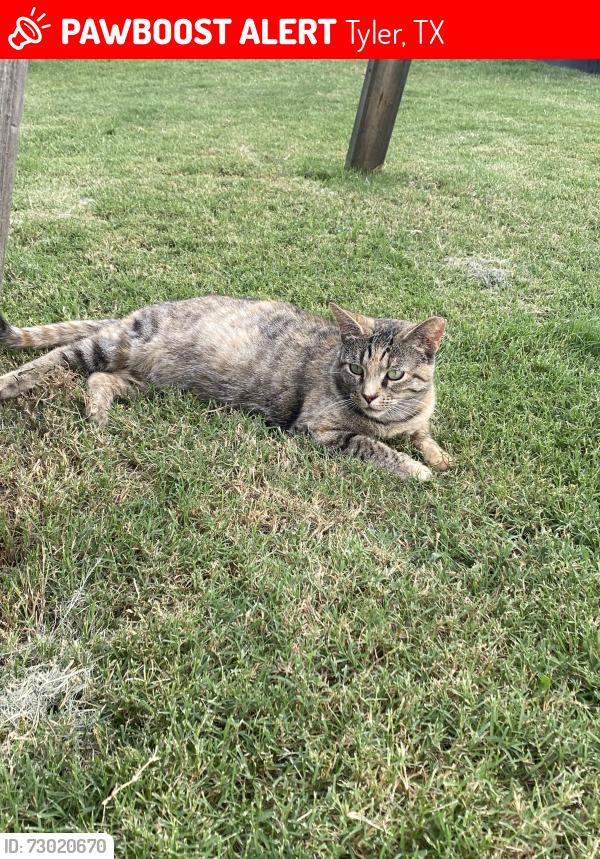 Lost Female Cat last seen Kingsley Way, Tyler, TX, Tyler, TX 75708