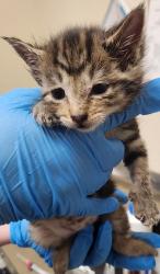 Shelter Stray Female Cat last seen Near E Baldwin Avenue, SPOKANE, WA, 99207, 6815 E Trent Ave, Spokane, WA 99212, USA