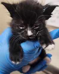 Shelter Stray Female Cat last seen Near E Baldwin Avenue, SPOKANE, WA, 99207, 6815 E Trent Ave, Spokane, WA 99212, USA