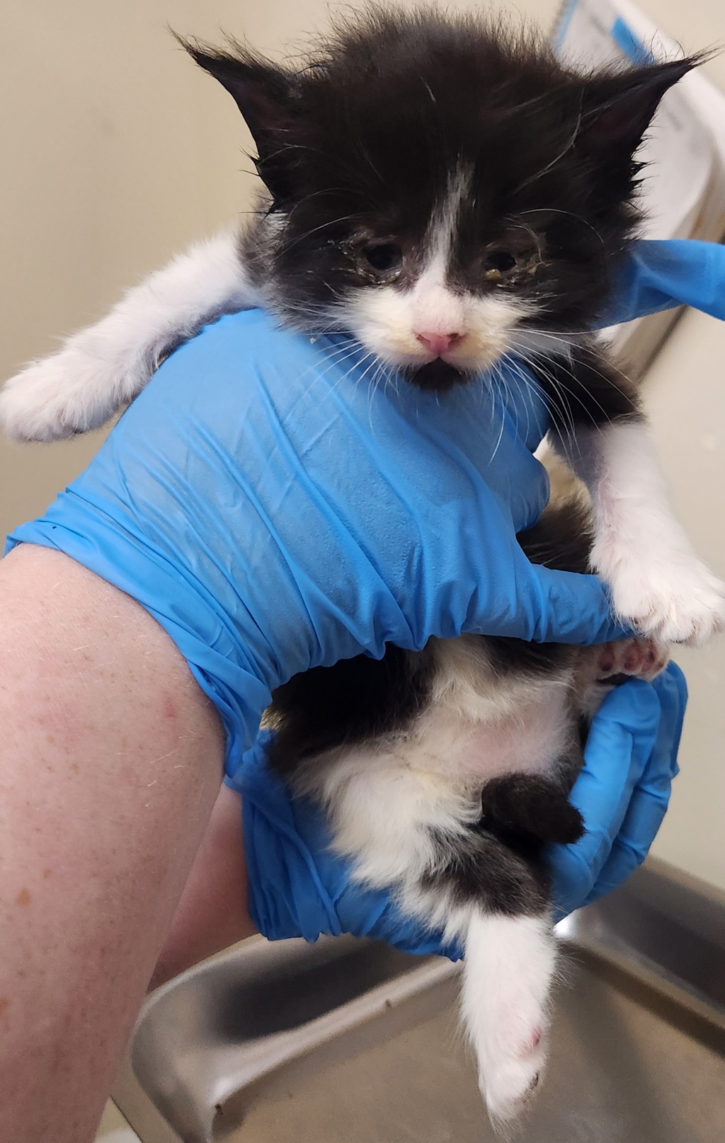 Shelter Stray Female Cat last seen Near E Baldwin Avenue, SPOKANE, WA, 99207, 6815 E Trent Ave, Spokane, WA 99212, USA