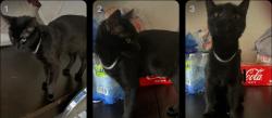 Lost Female Cat last seen Kathren and yale, Albuquerque, NM 87106