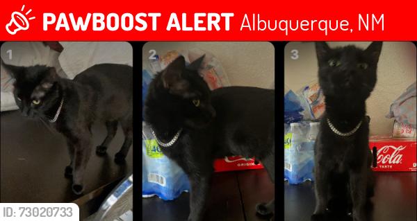 Lost Female Cat last seen Kathren and yale, Albuquerque, NM 87106