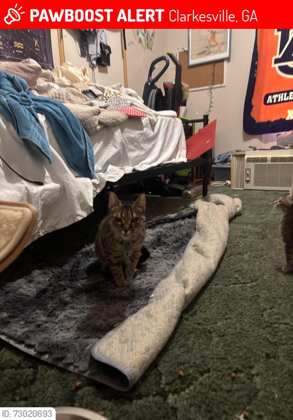 Lost Female Cat last seen Shell , Clarkesville, GA 30523