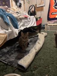Lost Female Cat last seen Shell , Clarkesville, GA 30523