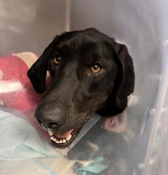 Shelter Stray Male Dog last seen Near W Indiana Avenue, SALT LAKE CITY, UT, 84103, 511 W 3900 S, Salt Lake City, UT 84123, USA