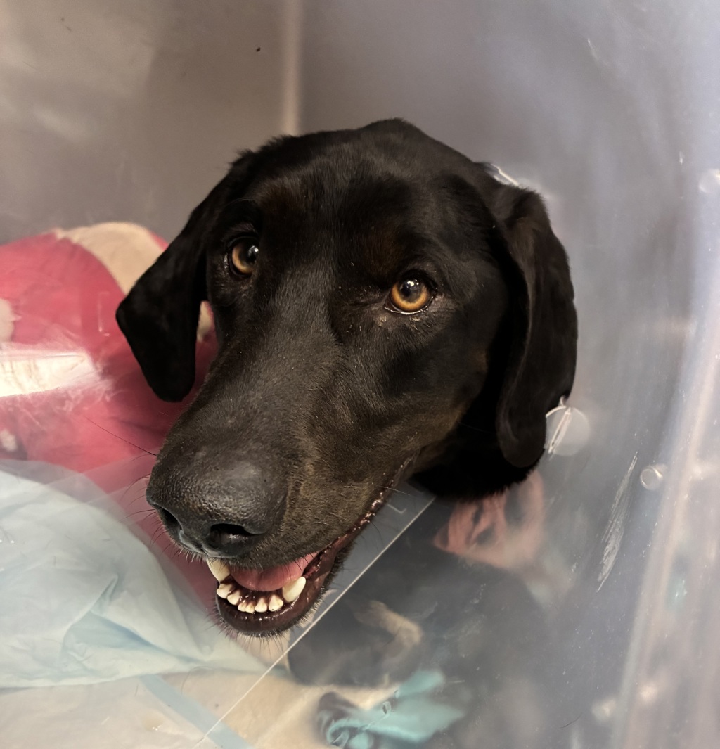 Shelter Stray Male Dog last seen Near W Indiana Avenue, SALT LAKE CITY, UT, 84103, 511 W 3900 S, Salt Lake City, UT 84123, USA