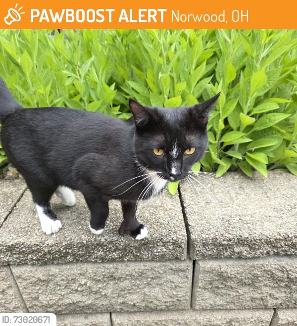 Found/Stray Male Cat last seen Carthage and Feldman , Norwood, OH 45212