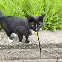 Found/Stray Male Cat last seen Carthage and Feldman , Norwood, OH 45212