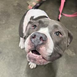 Shelter Stray Female Dog last seen , 3607 N Armenia Ave, Tampa, FL 33607, USA