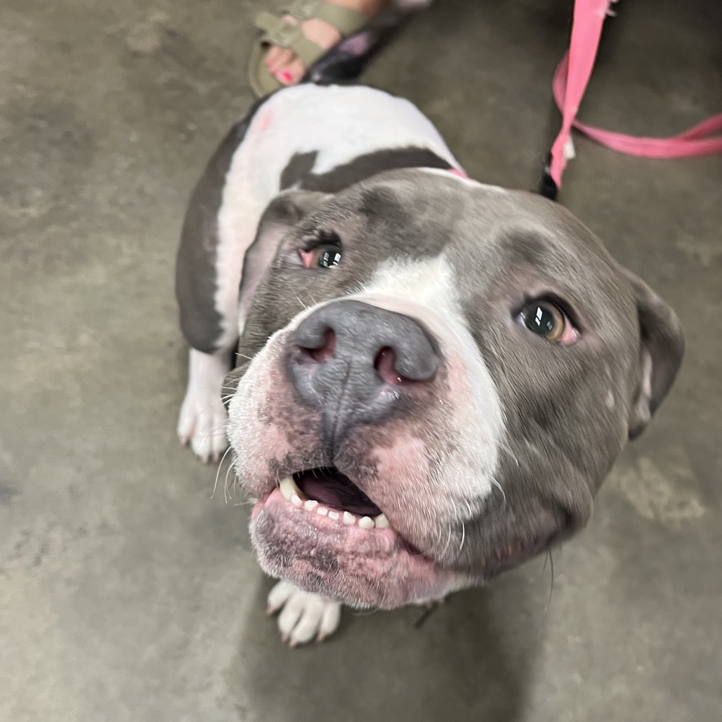 Shelter Stray Female Dog last seen , 3607 N Armenia Ave, Tampa, FL 33607, USA