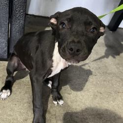 Shelter Stray Male Dog last seen , 3607 N Armenia Ave, Tampa, FL 33607, USA