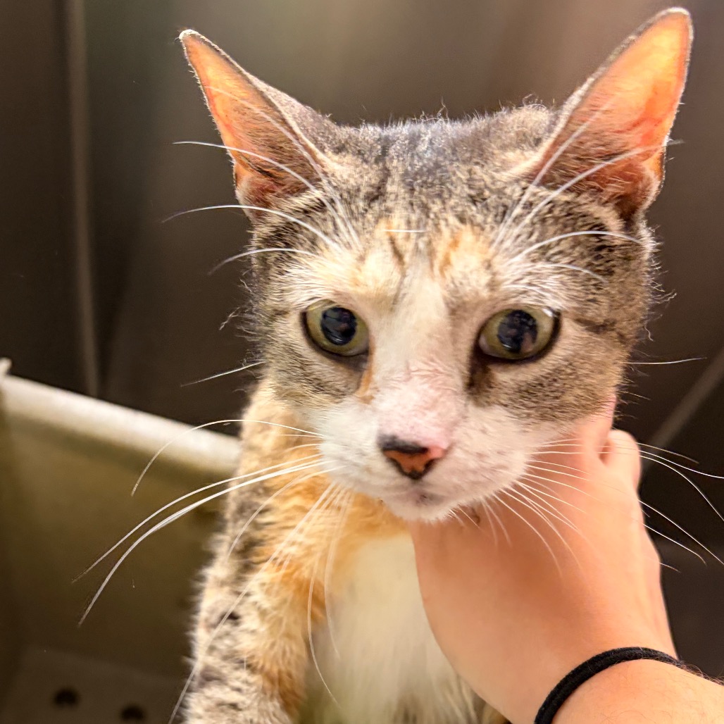 Shelter Stray Female Cat last seen , Animal Care & Control Team of Philly, 111 W Hunting Park Ave, Philadelphia, PA 19140, USA