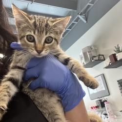 Shelter Stray Female Cat last seen , 3607 N Armenia Ave, Tampa, FL 33607, USA