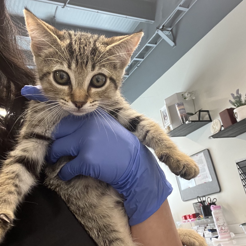 Shelter Stray Female Cat last seen , 3607 N Armenia Ave, Tampa, FL 33607, USA