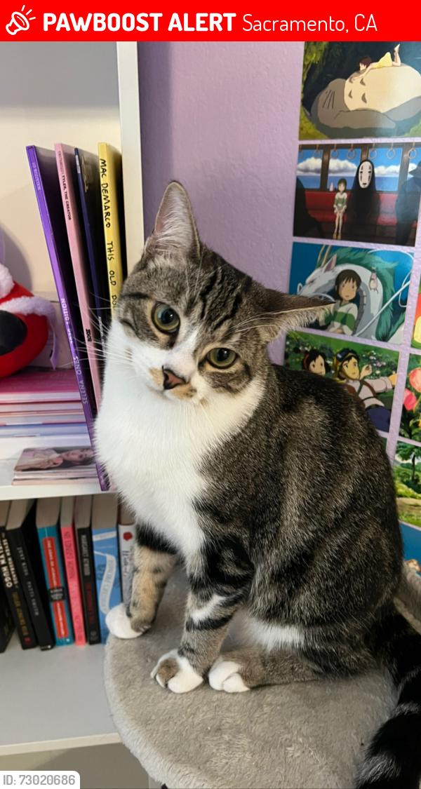 Lost Male Cat last seen Del Paso Blvd , Sacramento, CA 95835