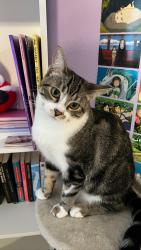 Lost Male Cat last seen Del Paso Blvd , Sacramento, CA 95835
