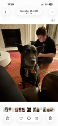 Reunited Female Dog last seen 51st and Lydia, Kansas City, MO 64110