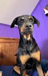 Reunited Male Dog last seen Millstone Road, Millstone Township, NJ 08535