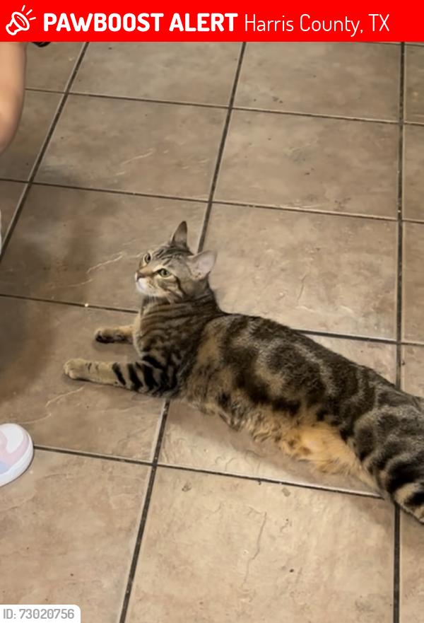 Lost Female Cat last seen Willow forest drive , Harris County, TX 77375