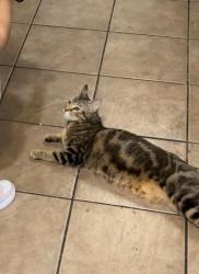 Lost Female Cat last seen Willow forest drive , Harris County, TX 77375