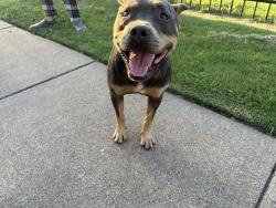 Found/Stray Male Dog last seen Near the first building , Waxahachie, TX 75165