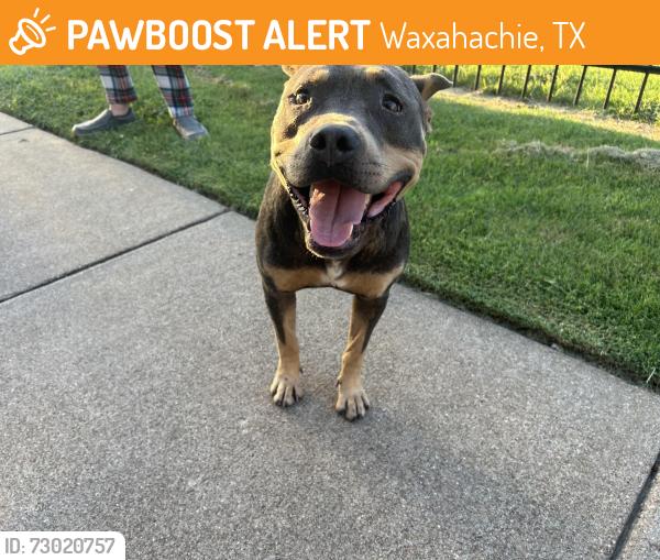Found/Stray Male Dog last seen Near the first building , Waxahachie, TX 75165