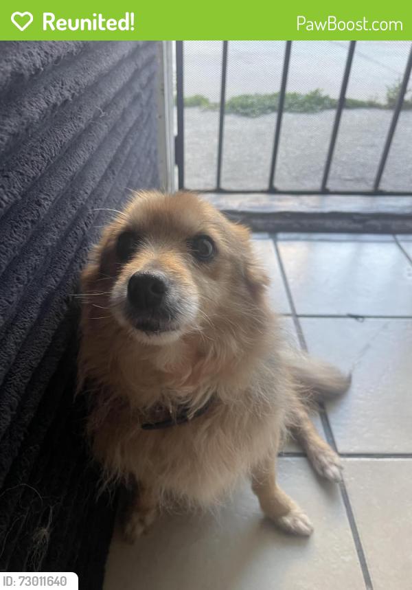 Reunited Female Dog last seen pacific coast highway , Long Beach, CA 90807
