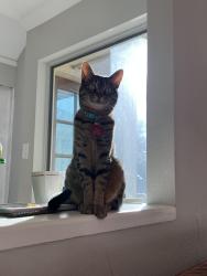 Lost Female Cat last seen Campbell and Loch Maree, Dallas, TX 75248