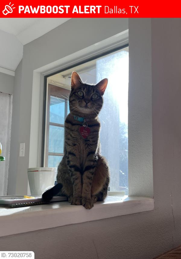 Lost Female Cat last seen Campbell and Loch Maree, Dallas, TX 75248