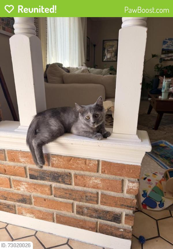 Reunited Female Cat last seen 108th Ave & Harlan, Westminster, CO 80020