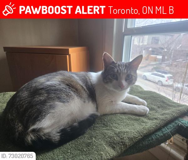 Lost Male Cat last seen Coxwell and Gerrard , Toronto, ON M4L 3B5