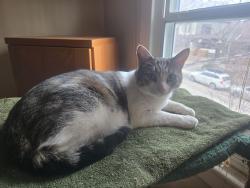 Lost Male Cat last seen Coxwell and Gerrard , Toronto, ON M4L 3B5