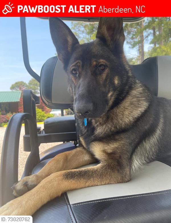Lost Female Dog last seen Sand pit, Aberdeen, NC 28315